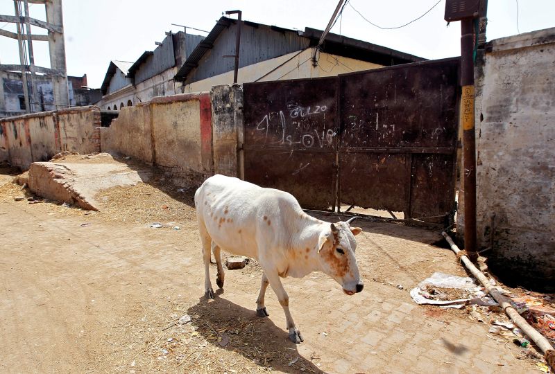 A cow walks past a closed slaughterhouse in Allahabad, India March 28, 2017. u00e2u20acu201d Reuters pic