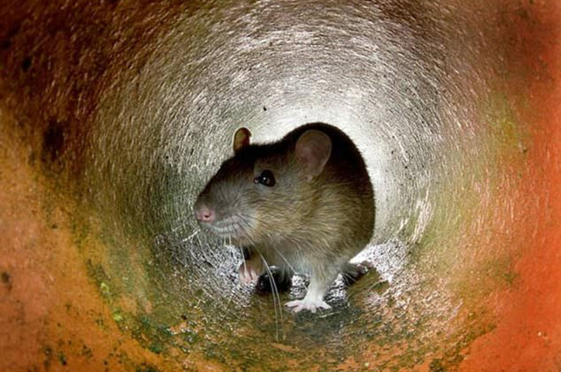 Thousands of rats have descended on villages on an island in southern Myanmar, according to a local official. u00e2u20acu201d AFP pic