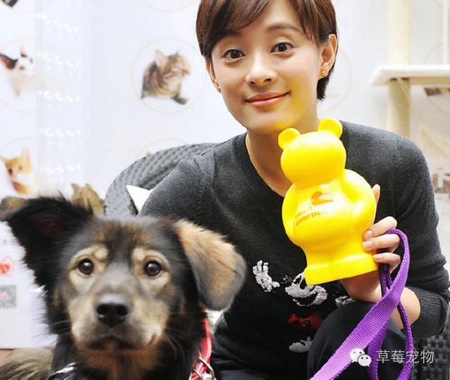 孙俪养了7只流浪狗还砸百万为他们医病，真的让人肃然起敬啊！-图取自微博-