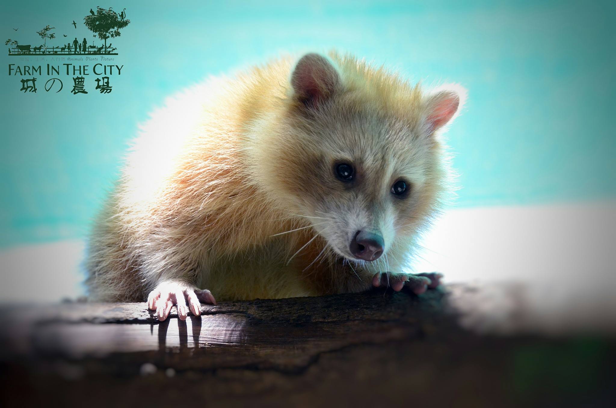 可爱的浣熊能够虏获一家大小的心呢。-摘自城の农场FB-