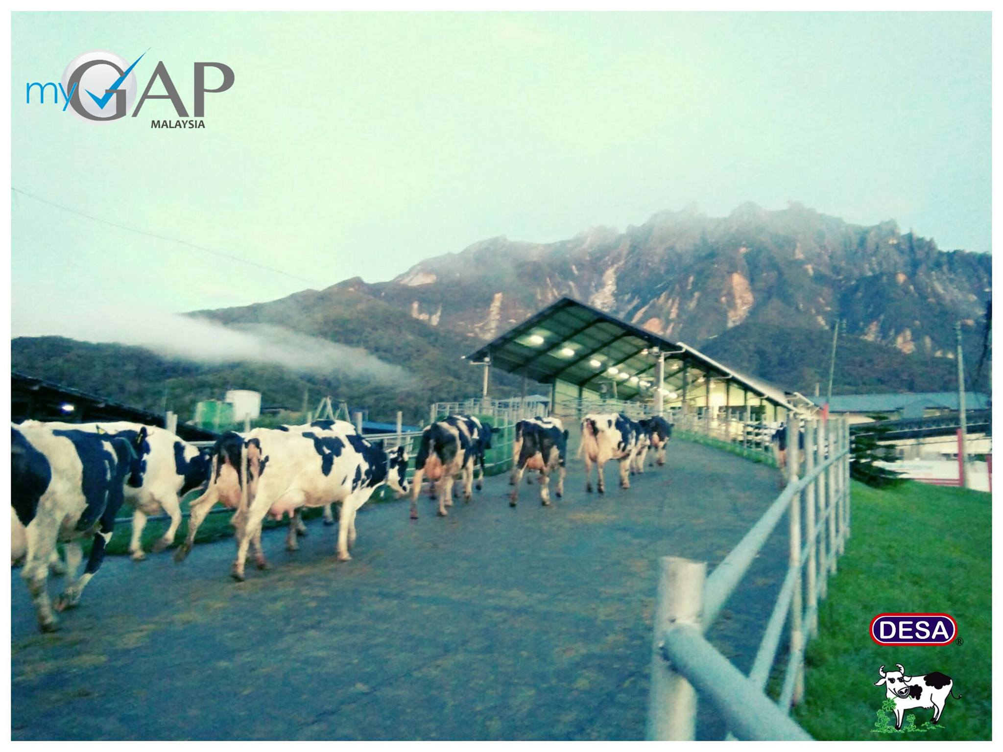 该农场还有出产自家的牛奶和冰淇淋,还深获好评。-摘自Desa Dairy Farm FB-