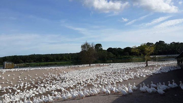 可以和可爱的鸭子们近距离接触。-摘自自农休闲农庄FB-