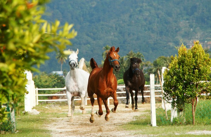 看到马儿自由自在的跑,心也跟着自由啦。-摘自浮罗山背休闲马场FB-