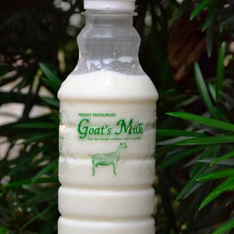 新鲜的羊奶,你要尝试吗?-摘自莎能牧羊场FB-