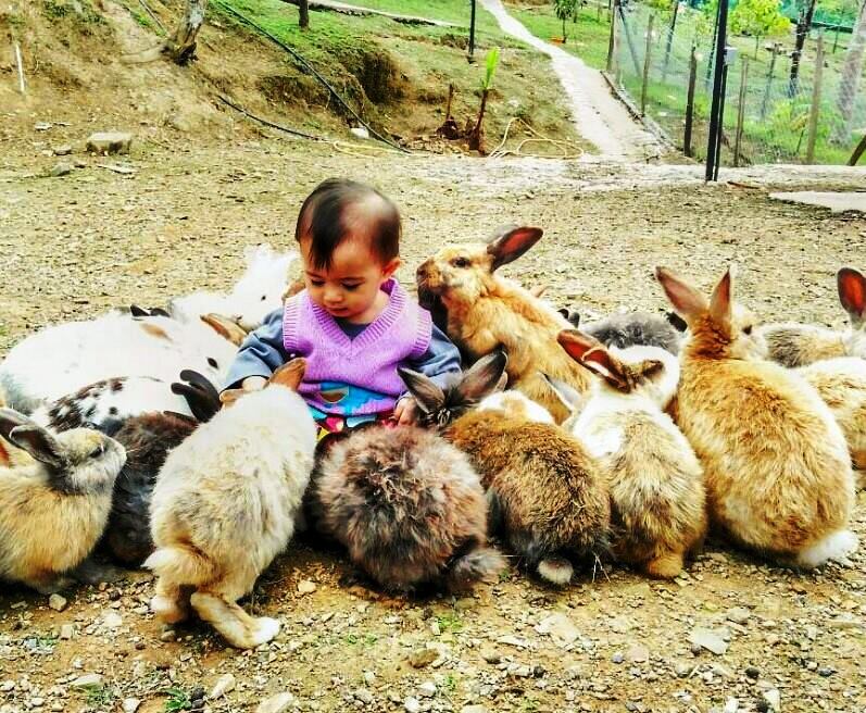 兔子没有攻击性，可以放心让小朋友跟它们玩在一起。-摘自Arnab Village Ranau FB-