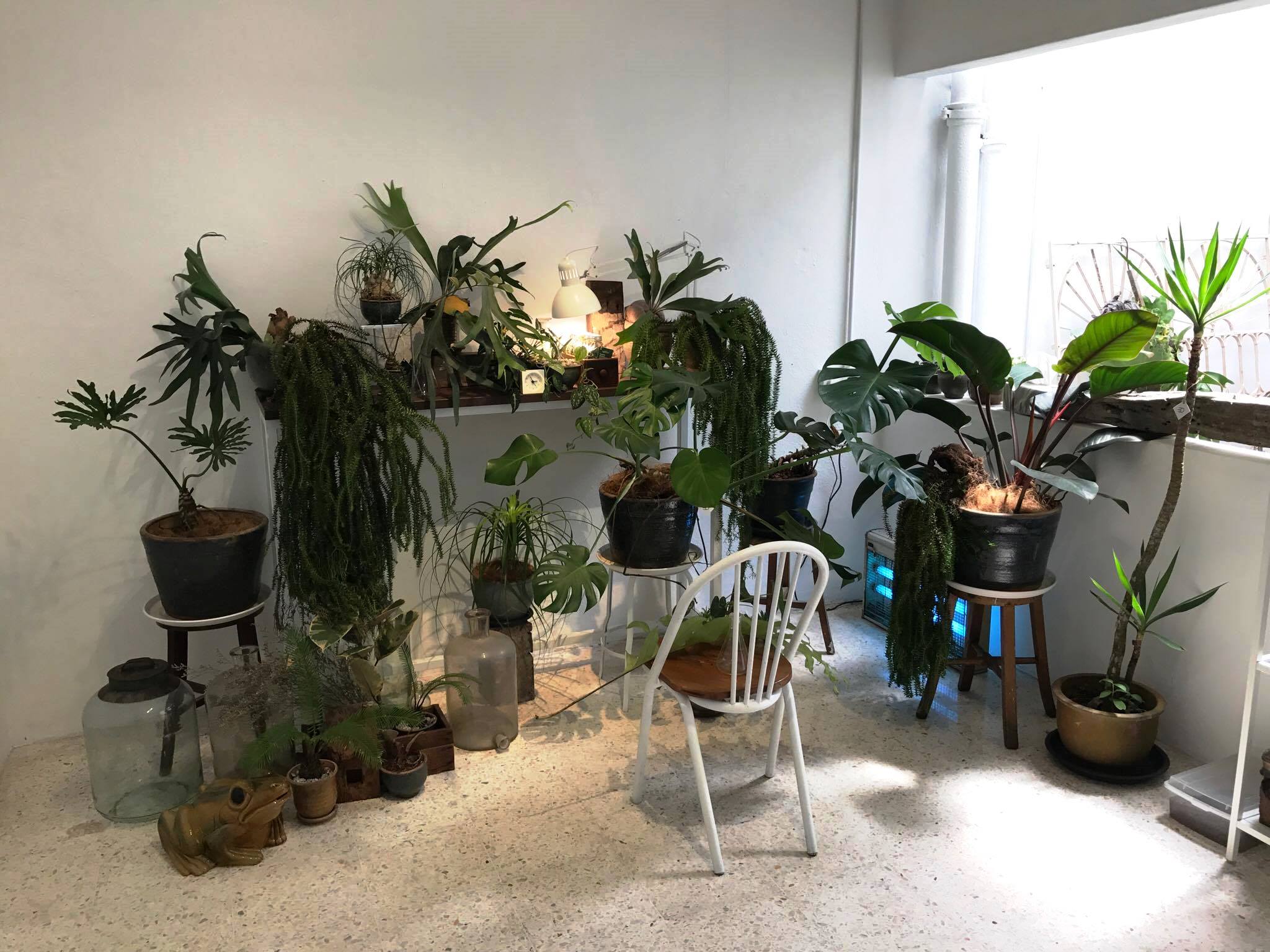 若有看到喜欢的盆栽或是绿色植物，也可以把它买回家哦。-杨琇媖摄-