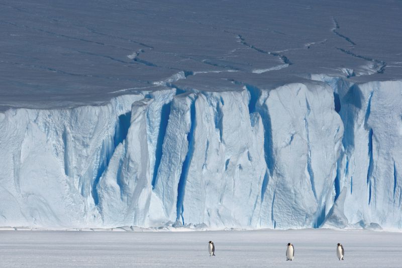 A supplied image shows penguins walking in front of ice cliffs in East Antarctica, December 29, 2007. u00e2u20acu201d Reuters pic