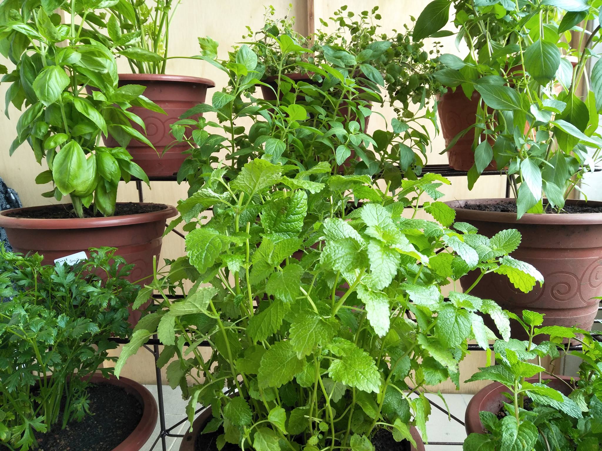 除了烹饪料理课，Coook也有举办有机园艺课，学习如何自耕自足。-摘自Coook粉丝专页-