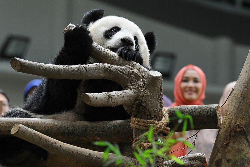 Giant panda Nuan Nuanu00e2u20acu2122s baby is being observed by visitors at Zoo Negara in Kuala Lumpur, October 5, 2017. u00e2u20acu201d Bernama pic
