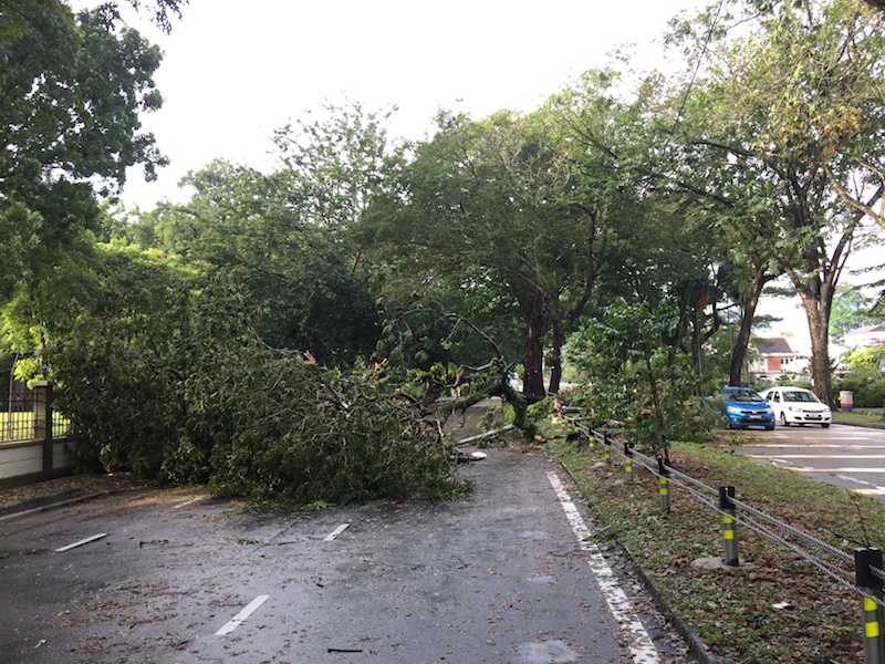 Fallen trees block Scotland Road in George Town November 5, 2017. u00e2u20acu201d Picture by KE Ooi