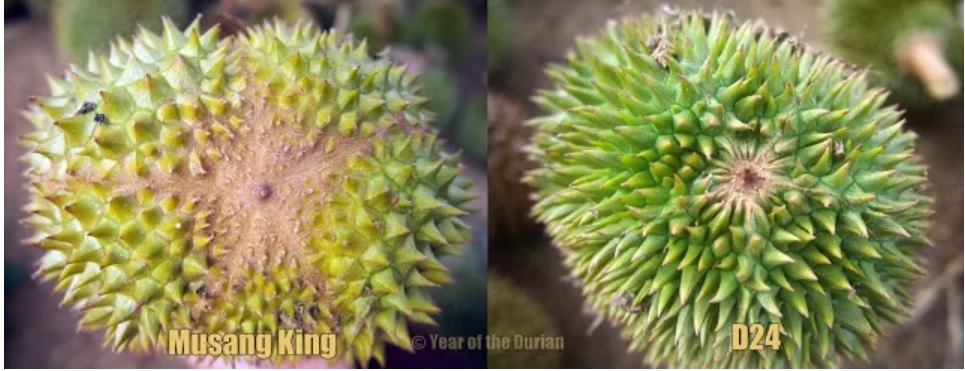 猫山王的颜色和其余品种榴莲也有差异。-摘自Year of the durian网站-