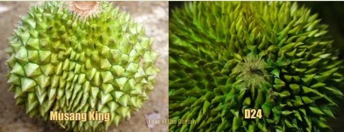 从榴莲刺的形状也能分辨。-摘自Year of the durian网站-