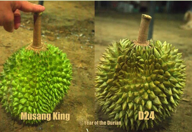 猫山王的茎也比较长。-摘自Year of the durian网站-