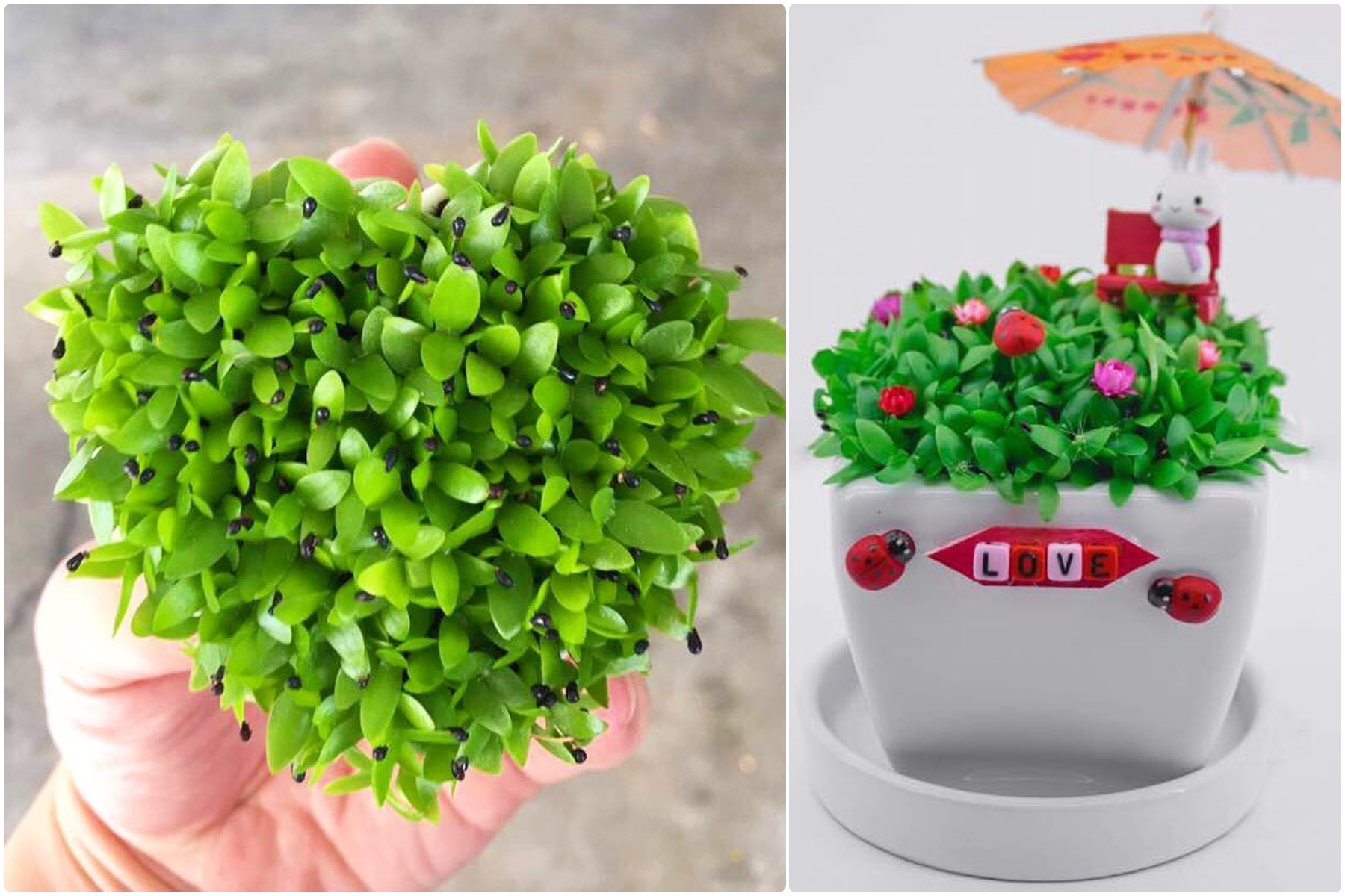 心形盆栽或度身订造的微景观,都能轻易虏获爱人的心哦。-摘自A&D Organic Plant粉丝专页-