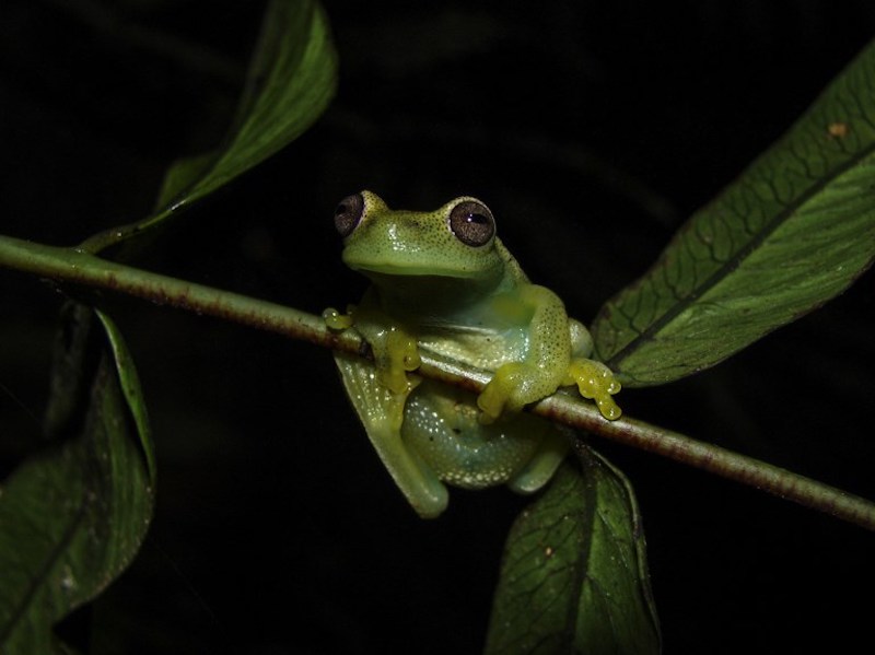 This handout picture released on March 27, 2018 by La Salle Natural History Museum of Venezuela shows a Hyloscirtus Japreria frog at its habitat in the Perija slopes, Zulia state, Venezuela near the border with Colombia. u00e2u20acu201d AFP pic