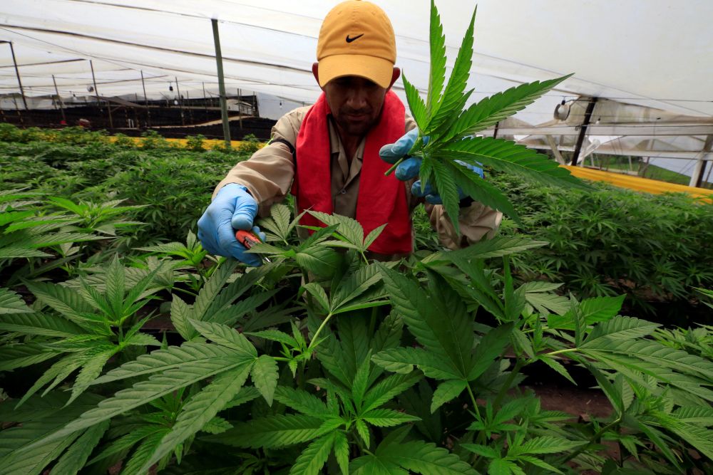 A man gathers marijuana plants for medicinal use at the company Pharmacielo in Rionegro, Colombia. u00e2u20acu2022 Reuters pic