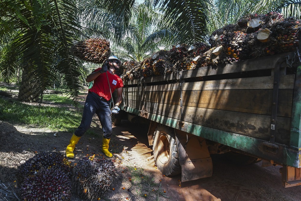 Peneroka Felda Hakim Ismail, 39, mengangkat buah kelapa sawit di ladang sawit mereka di Felda Palong 5 hari ini. u00e2u20acu201d Foto Bernama