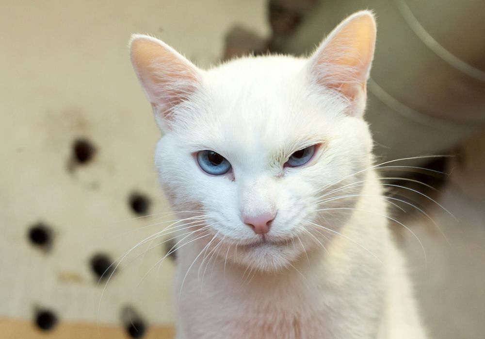 阿喀琉斯：“不要质疑我的预测能力！”