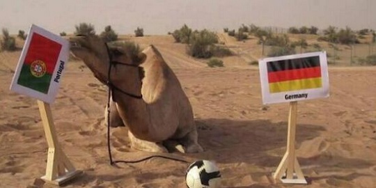 来自西亚的骆驼沙欣上届世杯想取代保罗的位置不果。-摘自网络-