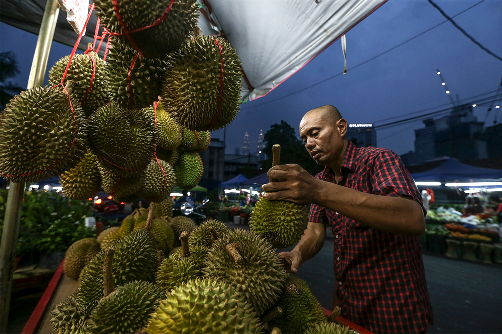 Peniaga Fazil Hamid menyusun durian Musang King di gerainya di Kampung Baru Kuala Lumpur 11 Julai 2018. u00e2u20acu201d Foto oleh Azneal Ishak