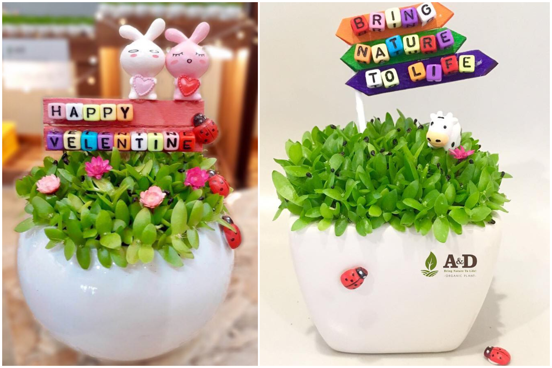 绿油油的龙珠草加上可爱配件，也能成为送礼佳品哦。-摘自A&D Organic Plant脸书-