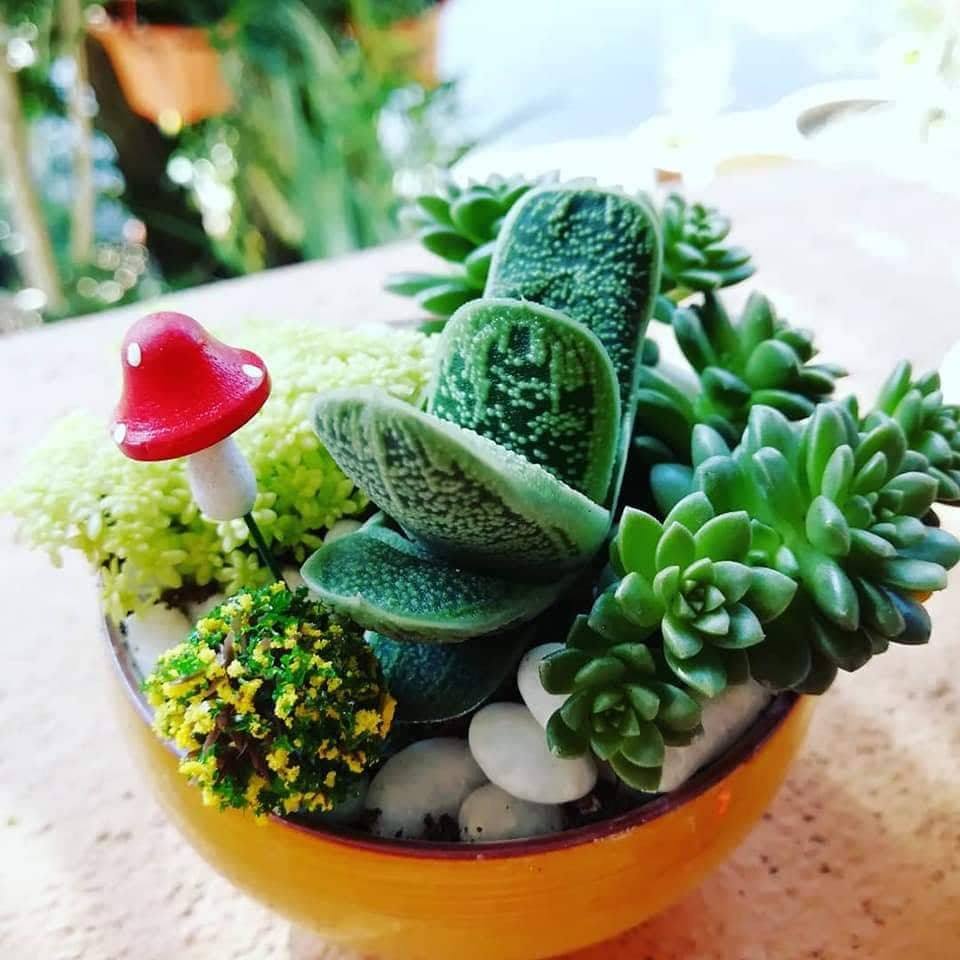 多肉植物可以将不同形式不同科类设计组合在一起，看起来层次丰富绝对不单调哦！-摘自Sandra Yeoh脸书-