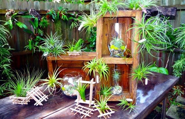 空气凤梨继不用泥土又不用水培，随便放在架子上或者是室内任何一个容器都行，成为很多室内设计师的新宠。-摘自Air Plant空气植物脸书-