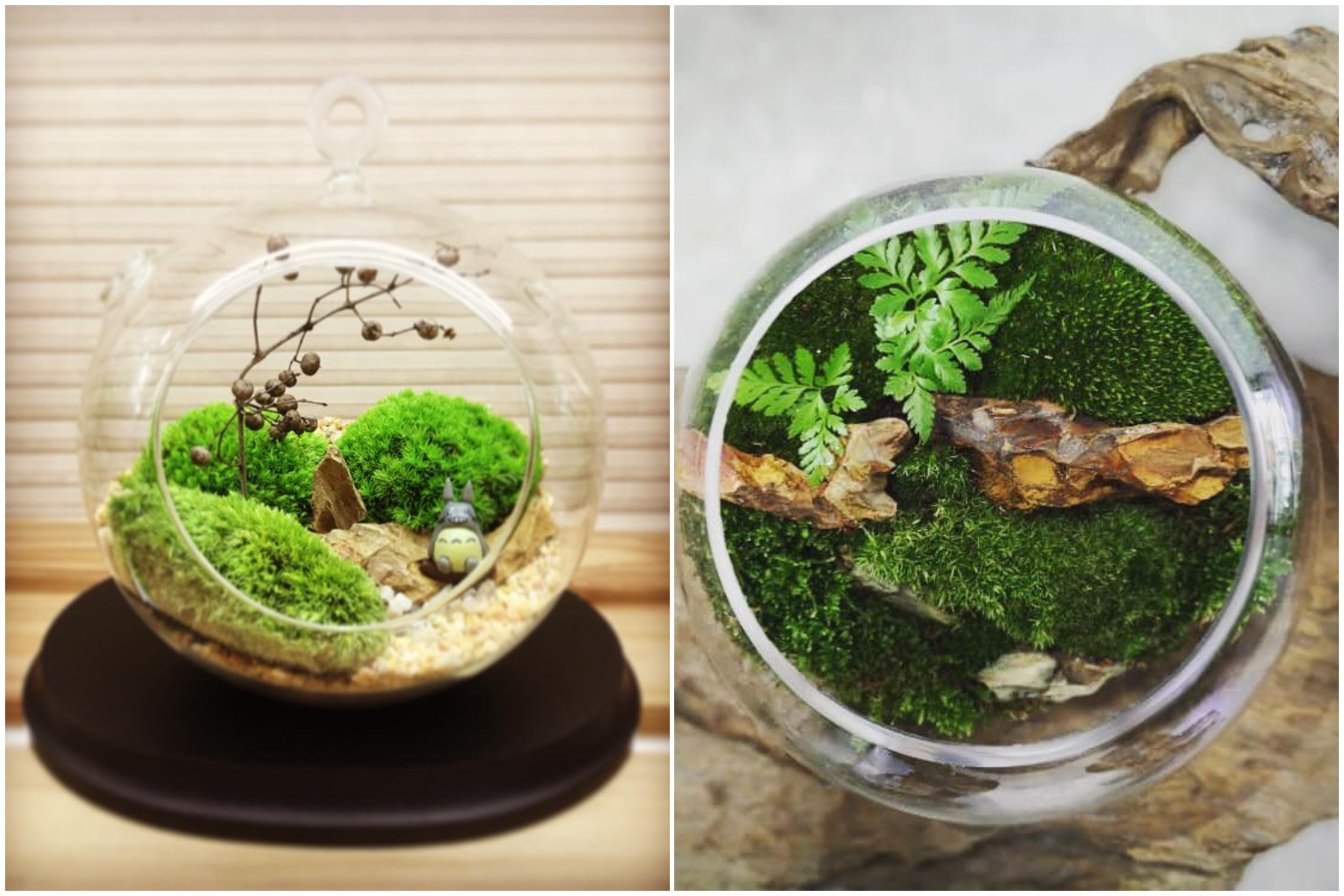 苔藓微景观的魔力，就是一眼望去好像把绿色的一方天地放进瓶中，看了让人心旷神怡。-摘自Terrariums Malaysia脸书-