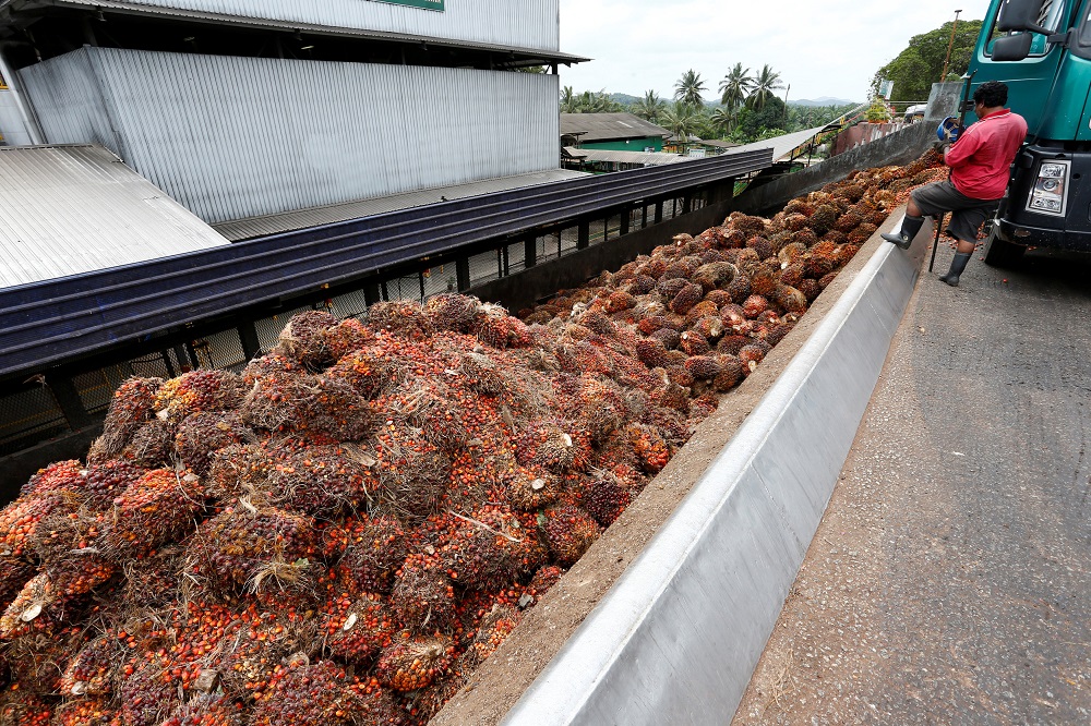 A worker unloads palm oil fruit bunches from a lorry inside a palm oil mill in Bahau January 30, 2019. u00e2u20acu201d Reuters pic