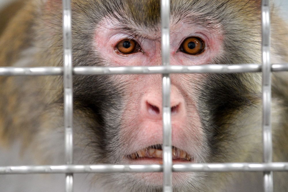 A Rhesus macaque, part of the 11 rescued monkeys from research laboratories, looks on from the quarantine room of the future animal shelter u00e2u20acu02dcLa Taniereu00e2u20acu2122, in Nogent-le-Phaye near Chartres March 13, 2019. u00e2u20acu201d AFP pic  