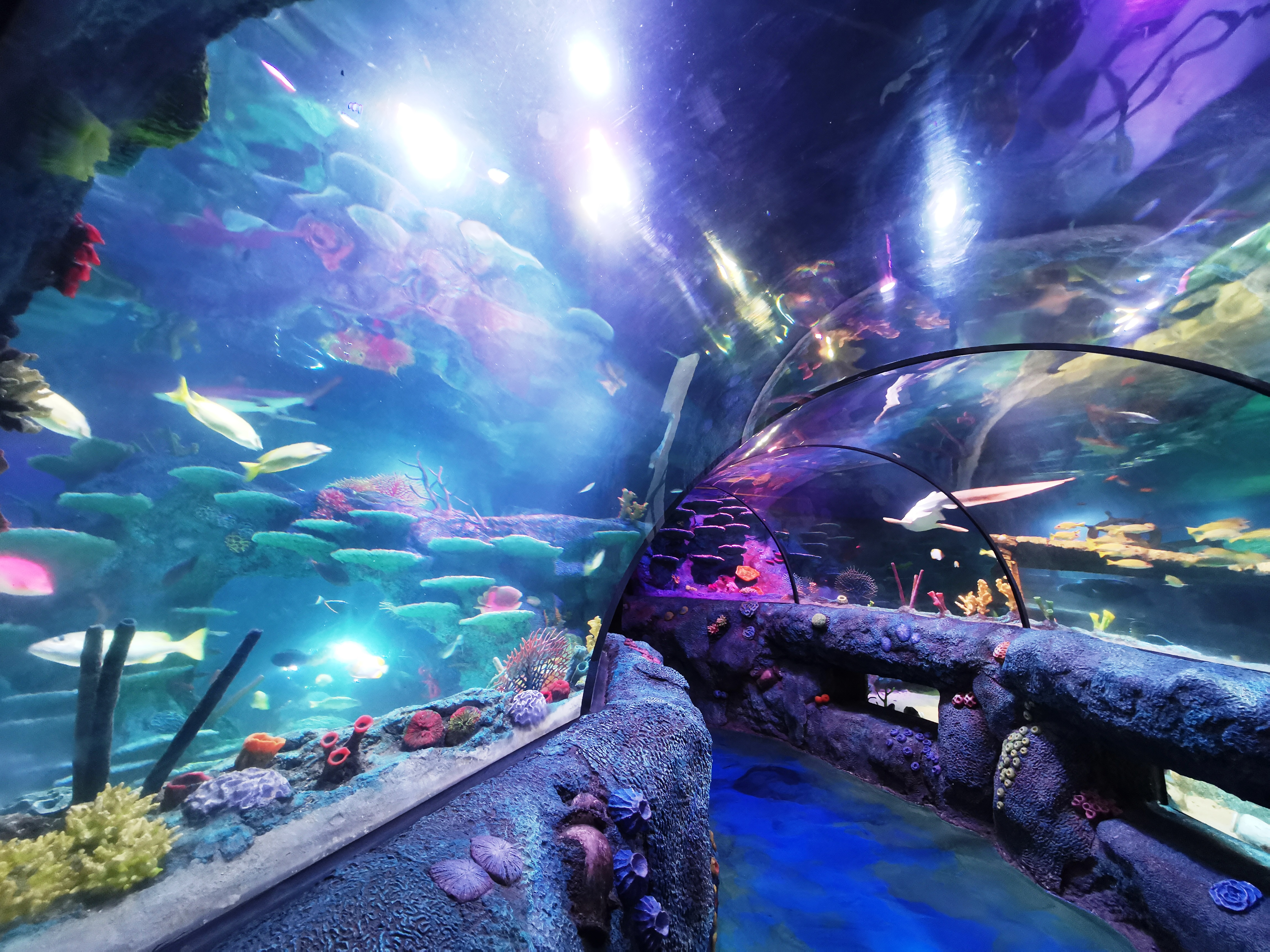 180度海洋隧道加上彩色灯光，营造了梦幻般的海洋世界。-杨琇媖摄-