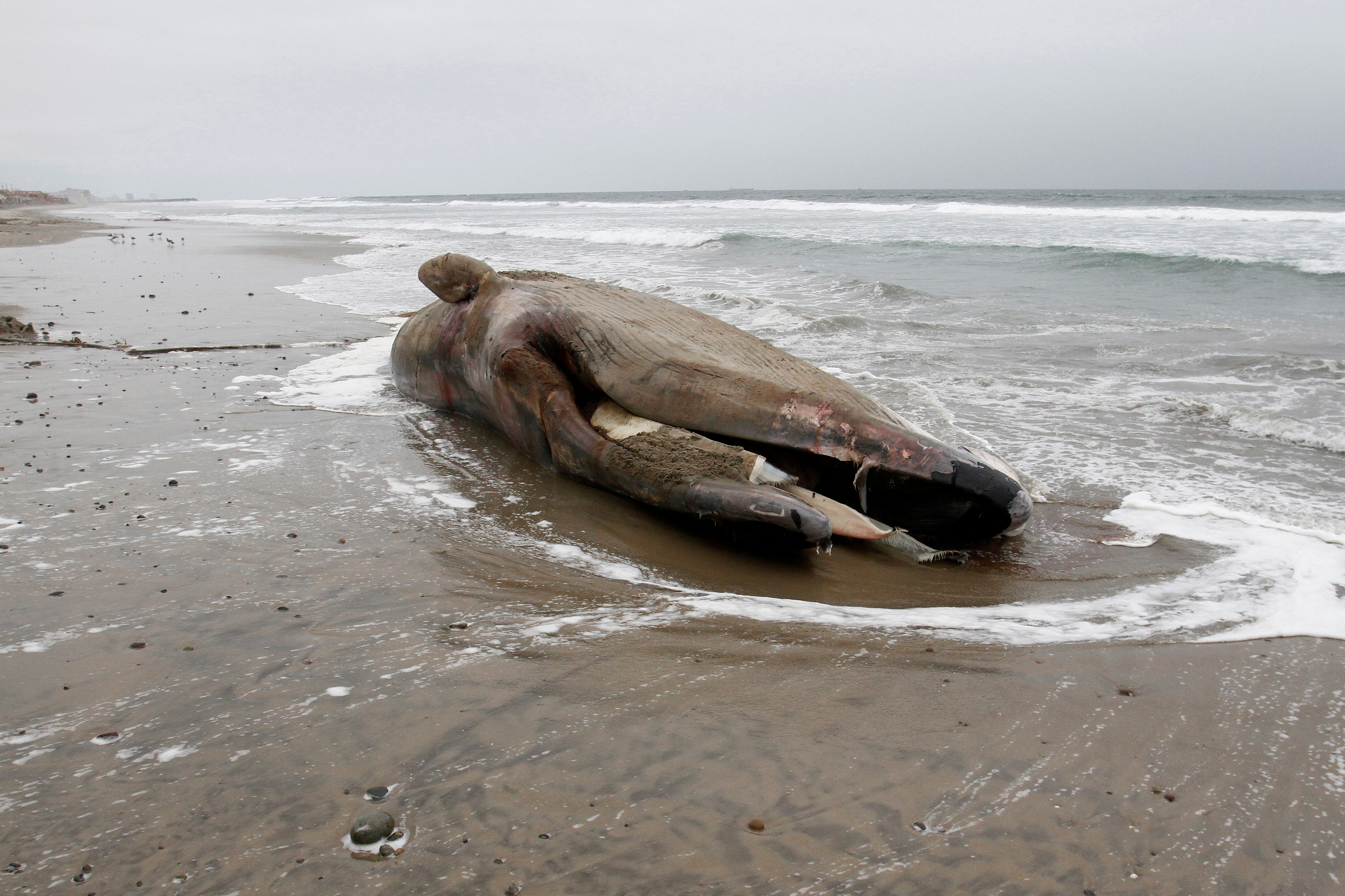 由加州至阿拉斯加州西岸一带，2018年全年只发现45只灰鲸死亡。-路透社-