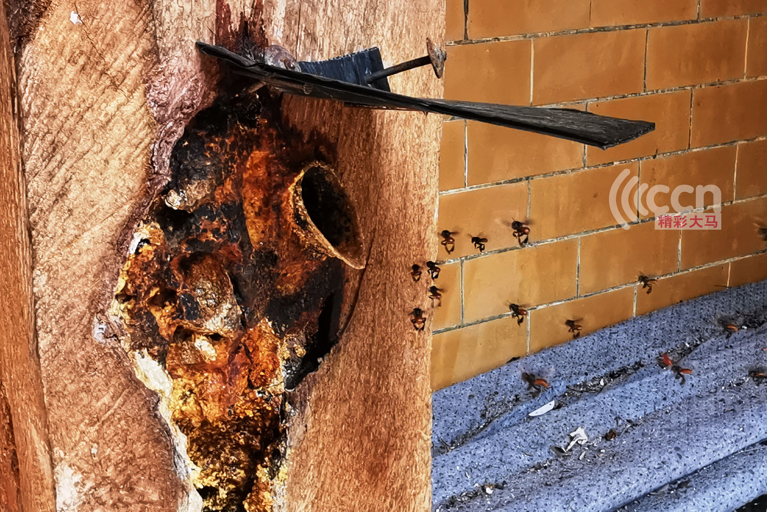 银峰（Stingless Bee）又名无刺蜂，银蜂的蜂巢筑在树桐内，所筑的巢呈长桶状，密封性良好，只留一个小孔与外界相通。-杨琇媖摄-