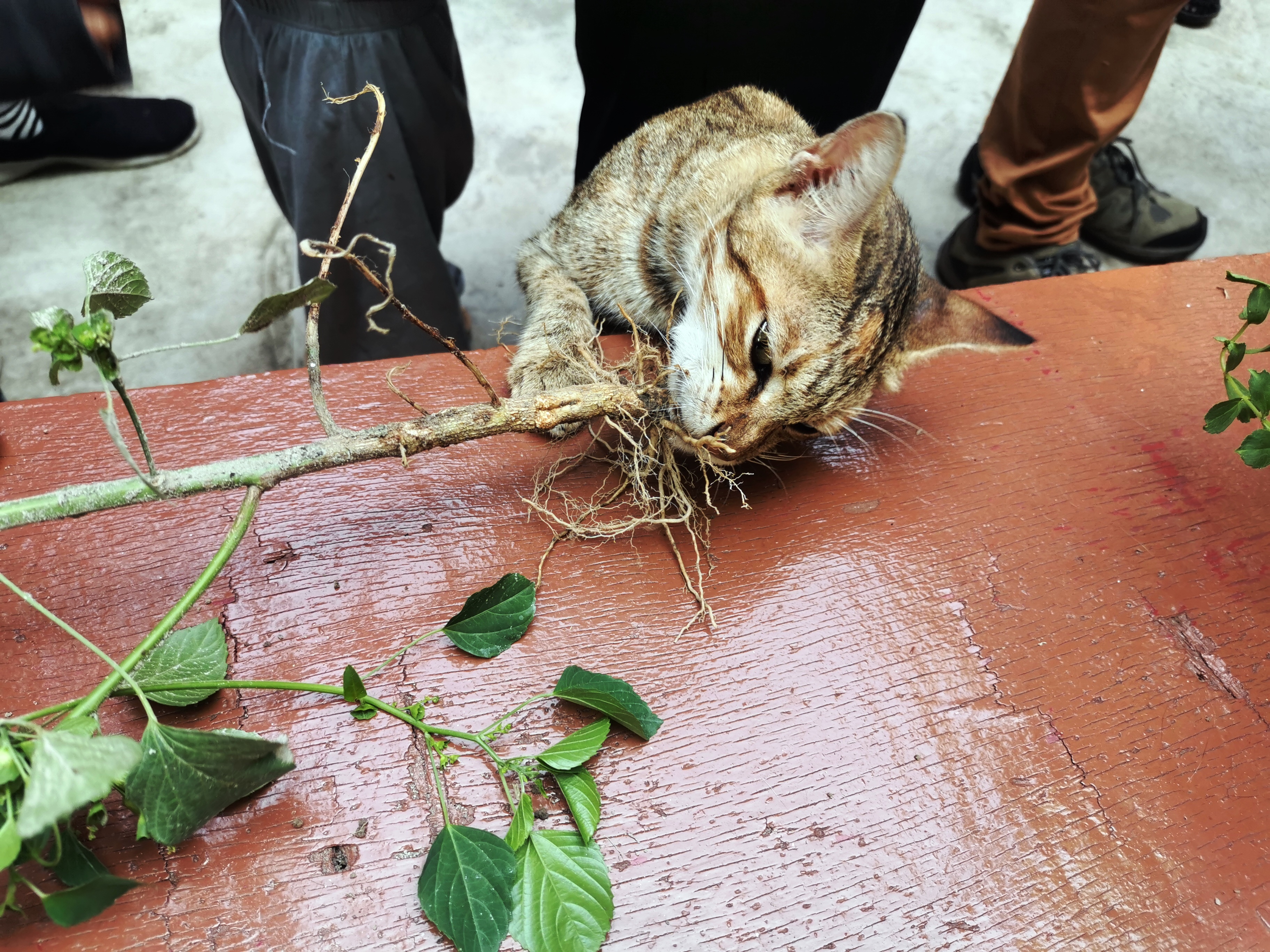 这棵植物的根部让猫猫吃得爱不释手一脸陶醉啊！-杨琇媖摄-