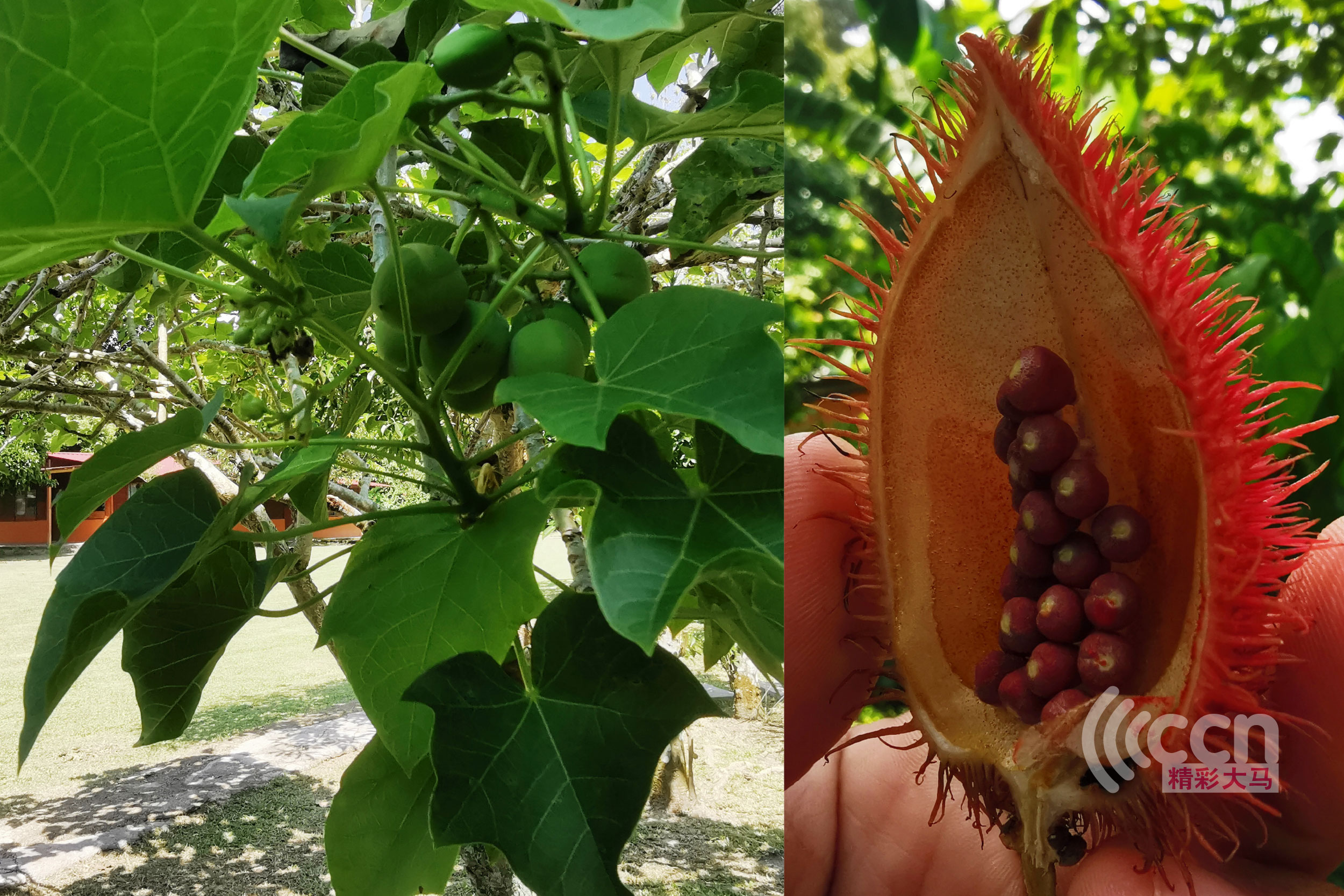 左图是果实能榨油树叶枝干掰开能吹泡泡的桐油树，右图是种子敲碎能当口红和腮红的胭脂树果实。-杨琇媖摄-