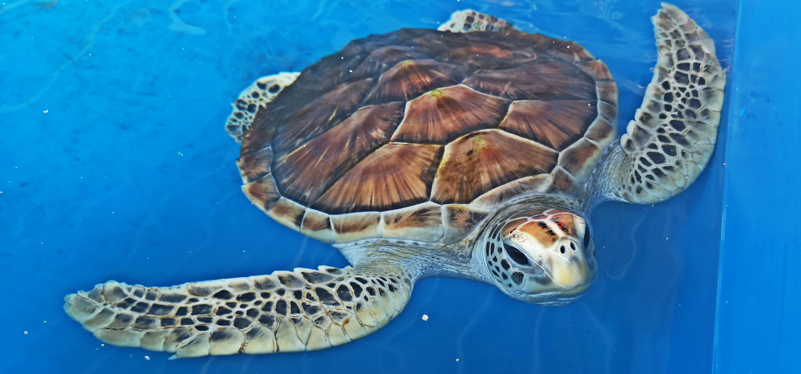 大人和小孩看见海龟,都会失魂呢。 -精彩大马摄-