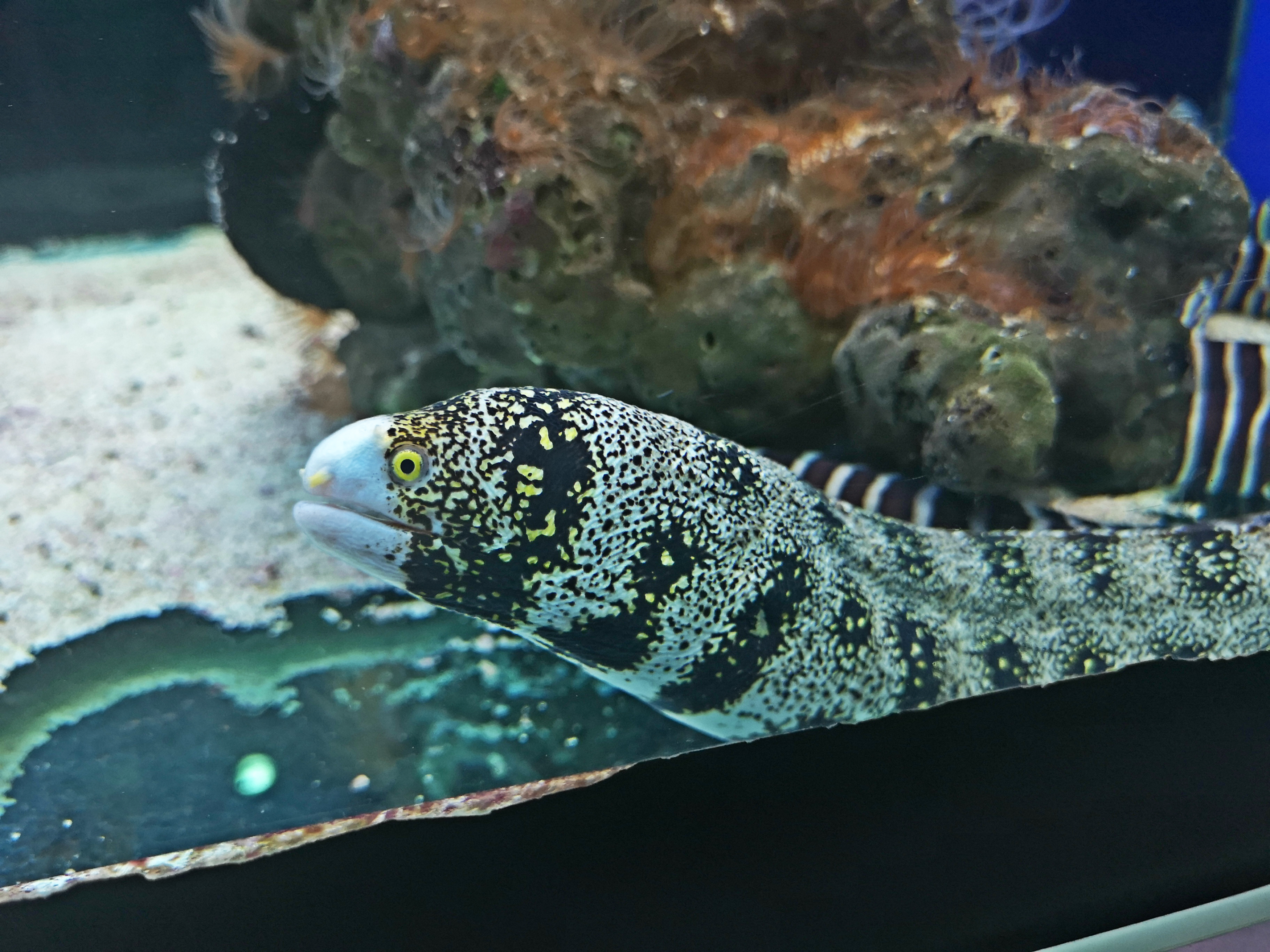 水族馆内有各式各样的观赏鱼类,这海鳗看起来好像不好惹哦。 -精彩大马摄-