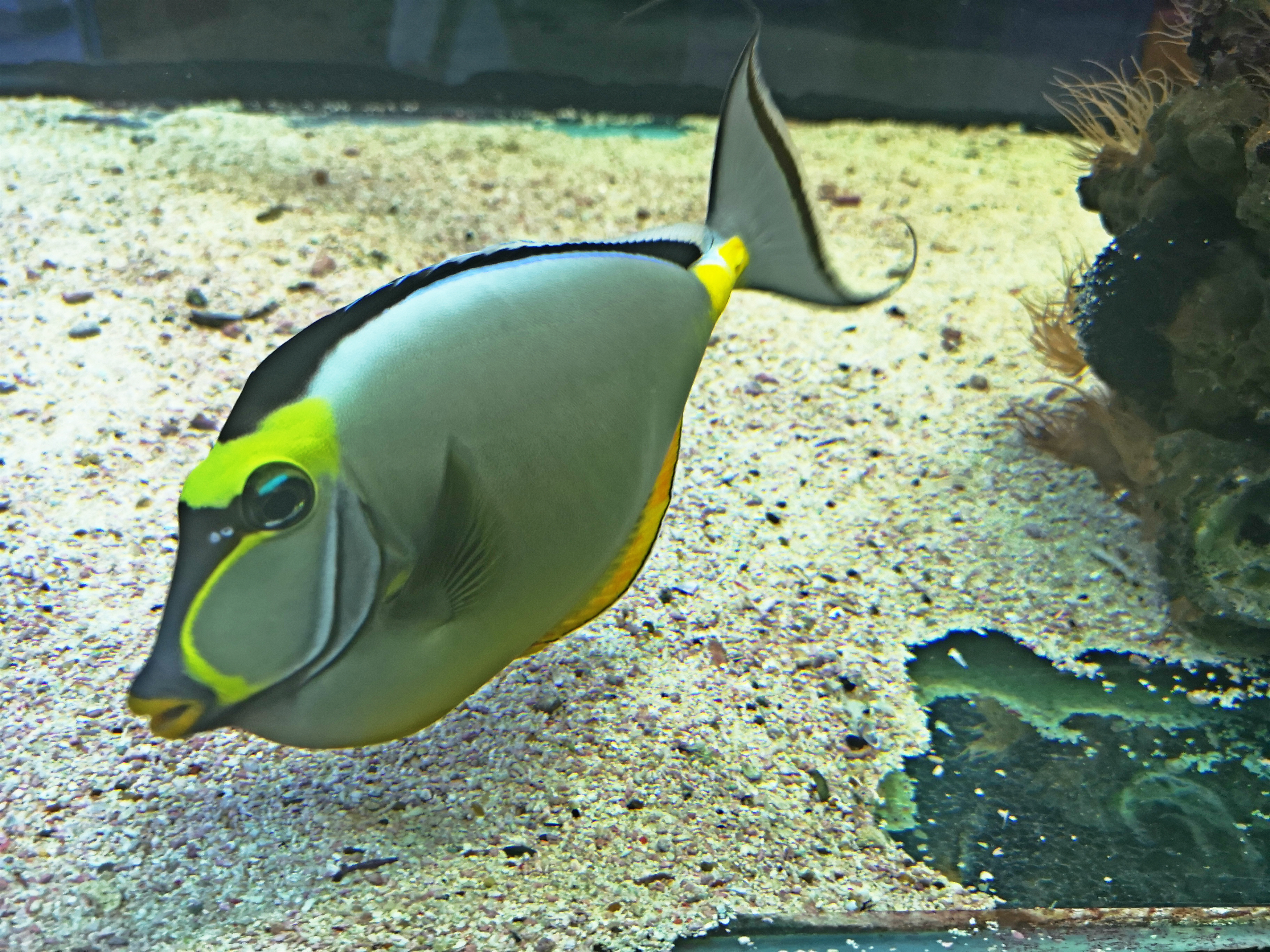 不是只能从书里了解咸水鱼,水族馆也是不错的选择。 -精彩大马摄-