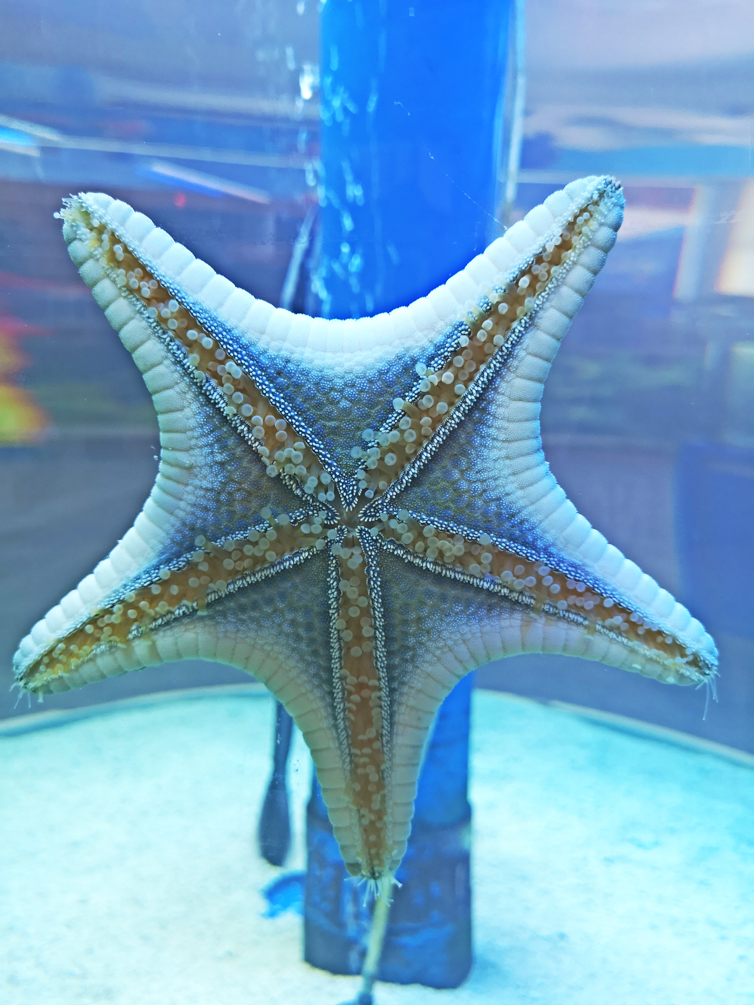 访客还有机会触摸到海星和海参的,好奇其触感如何,那就询问一下工作人员吧。 -精彩大马摄-