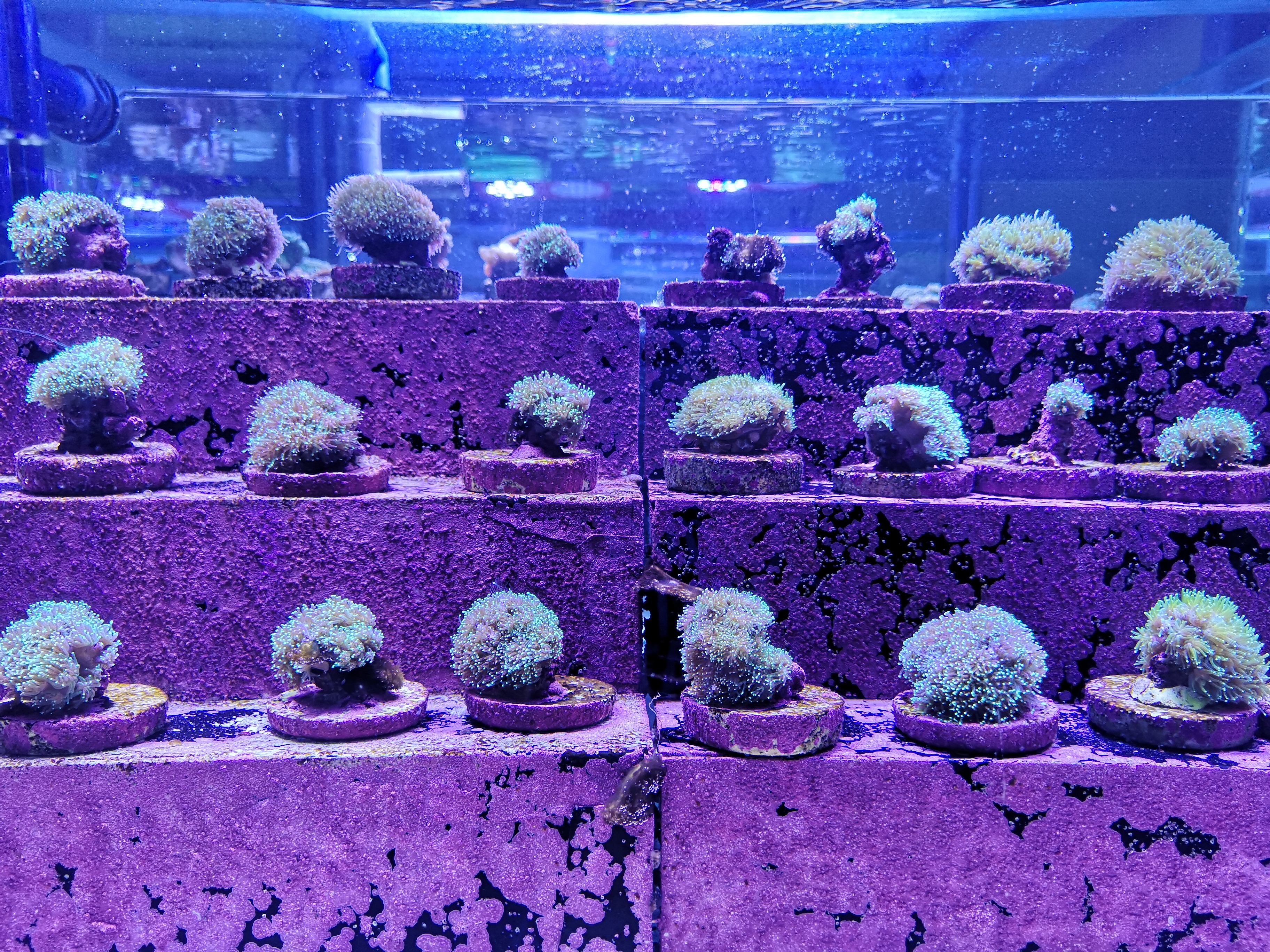 在水族馆内,还可以了解到珊瑚培植过程的每一个阶段。 -精彩大马摄-
