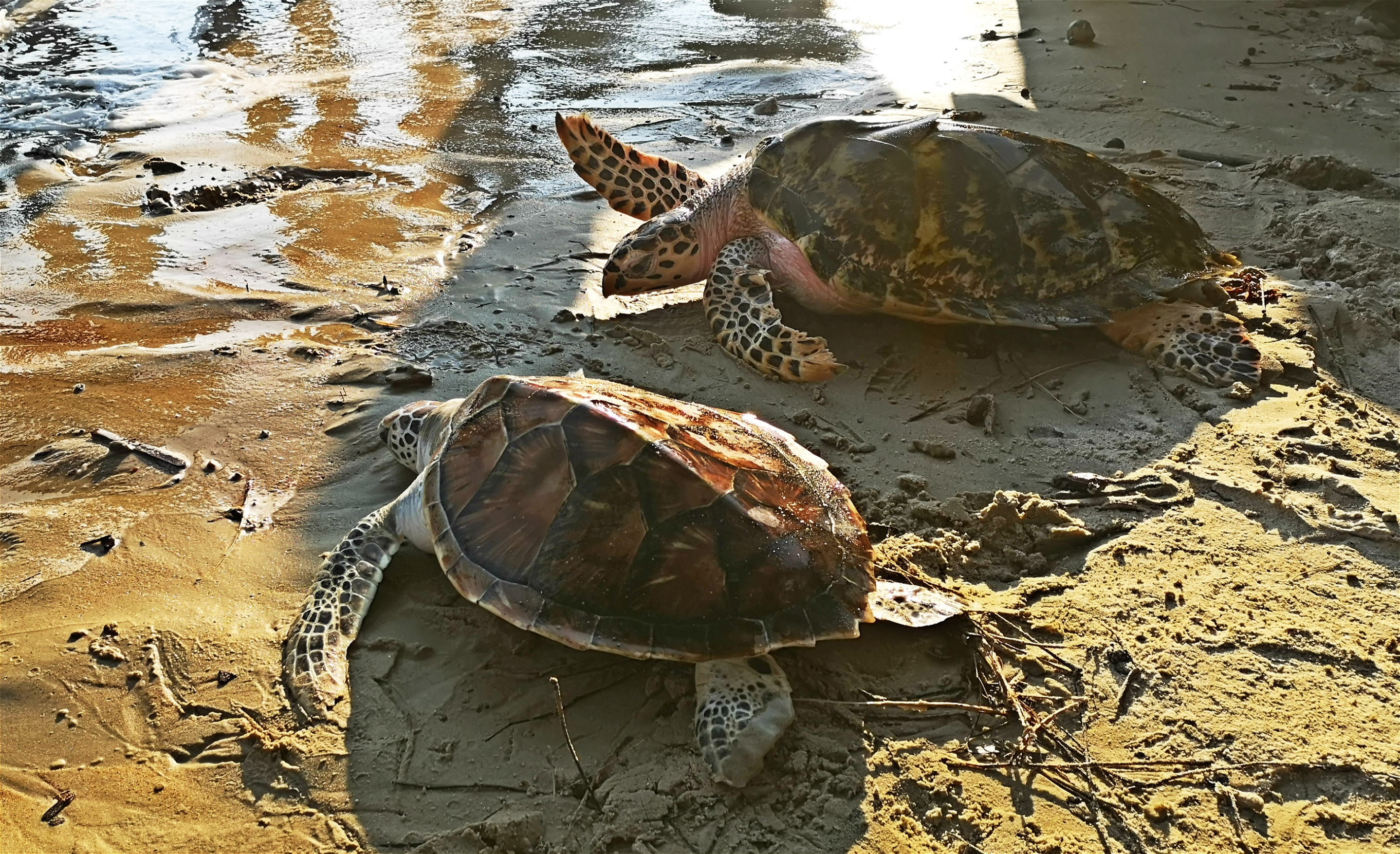 在人工照顾下的海龟蛋孵化后,到了适当年龄,工作人员就会让海龟回归大海。 -精彩大马摄-