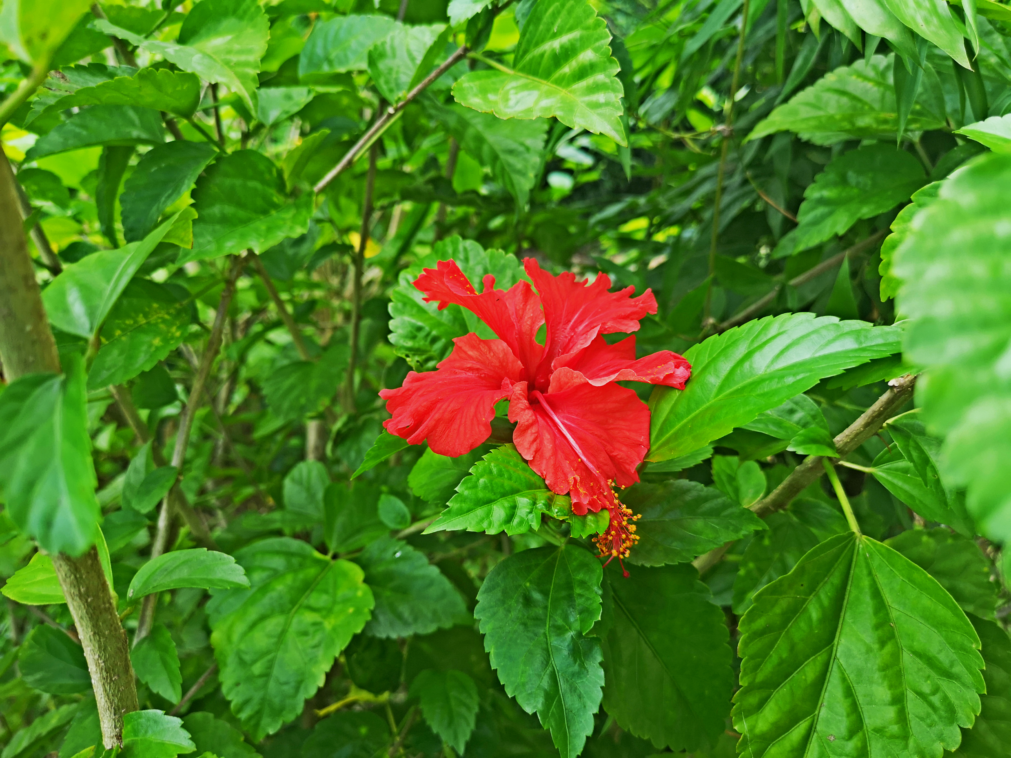 原来大红花有丰富的维生素C,还能成为菜肴呢。 -精彩大马摄-