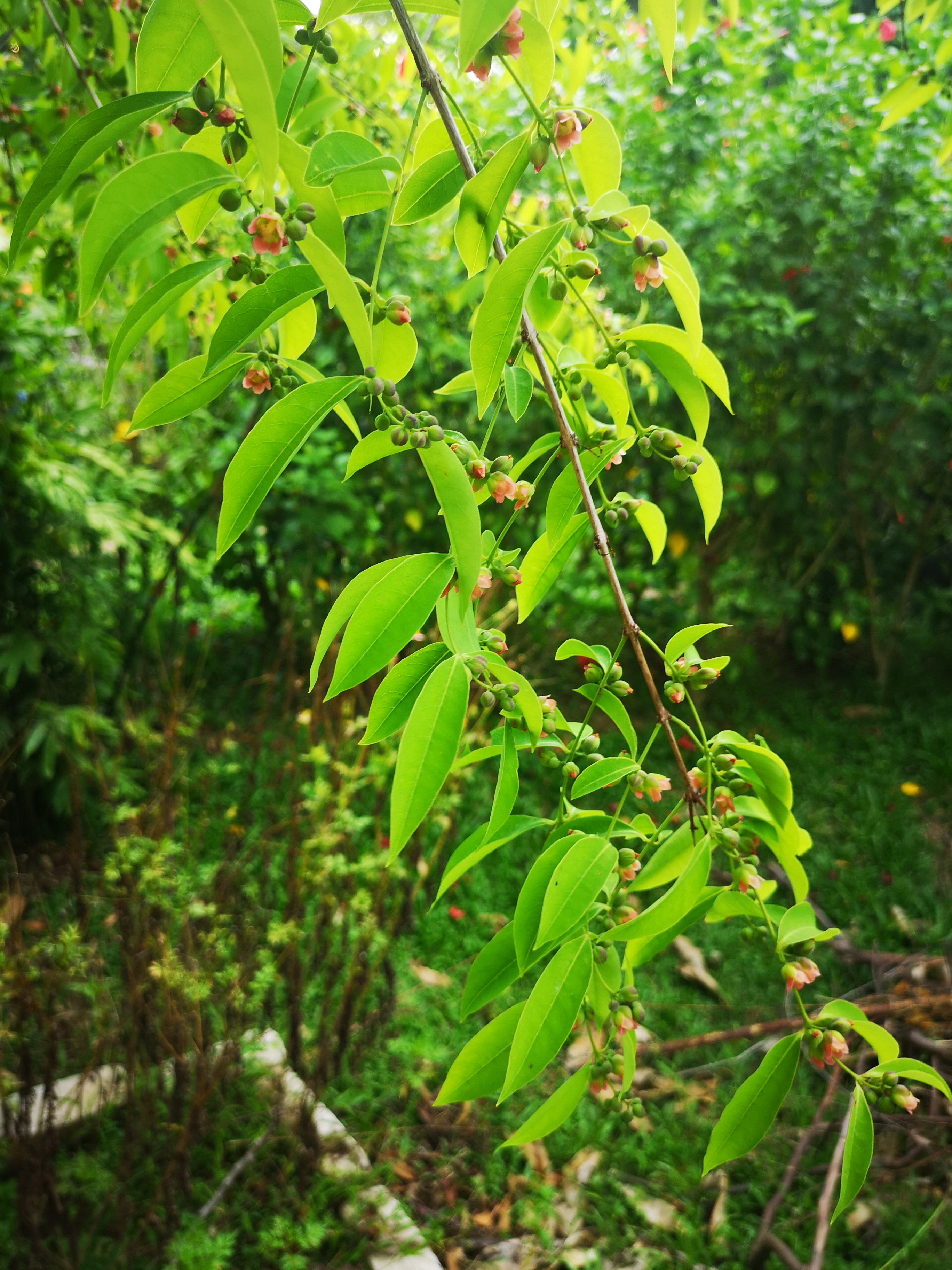香草药花园里除了地上的草,所有植物都是草药呢。 -精彩大马摄-