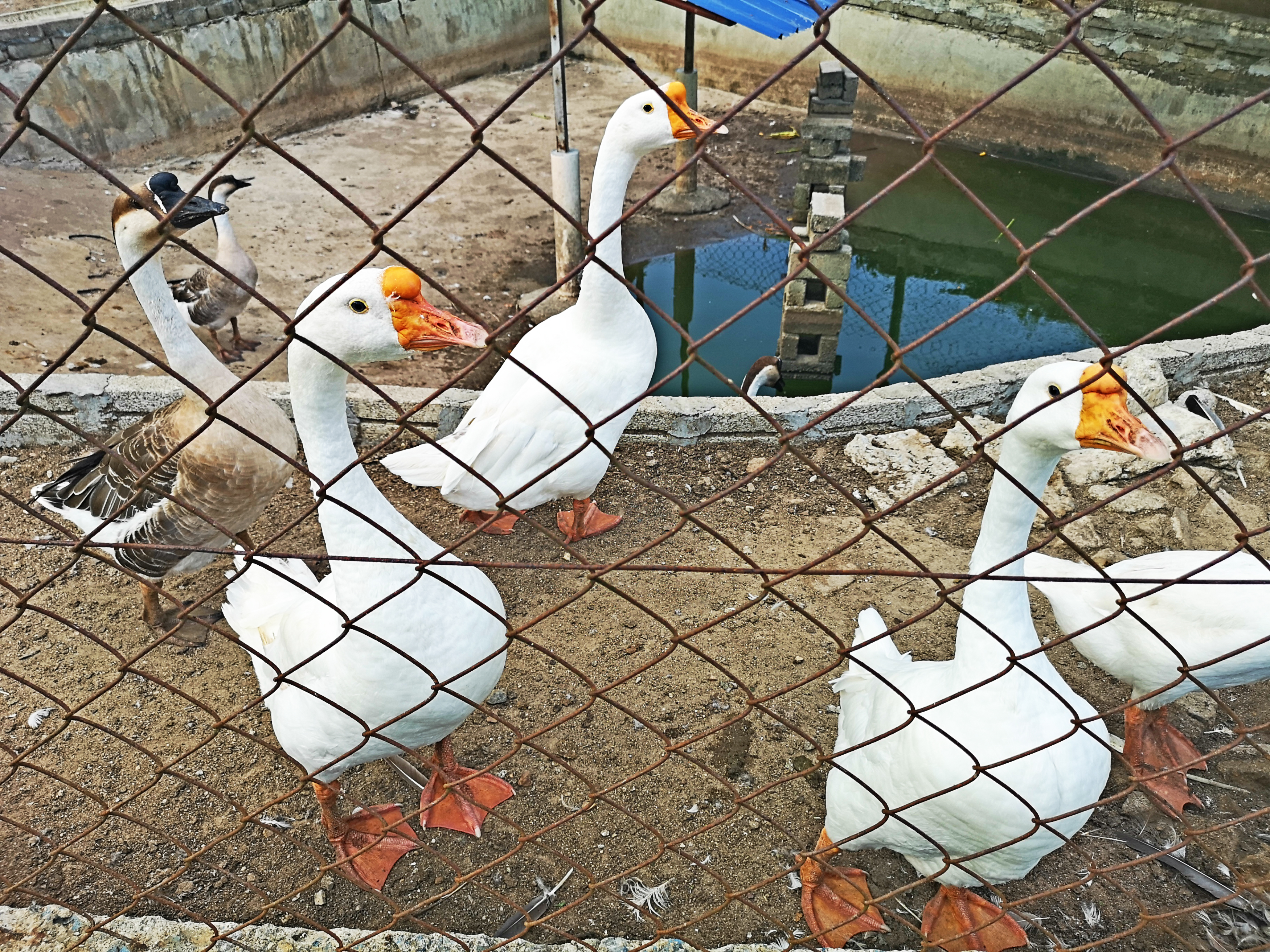 它们是一组“合唱团”,未见其鹅,先闻其声。 -精彩大马摄-