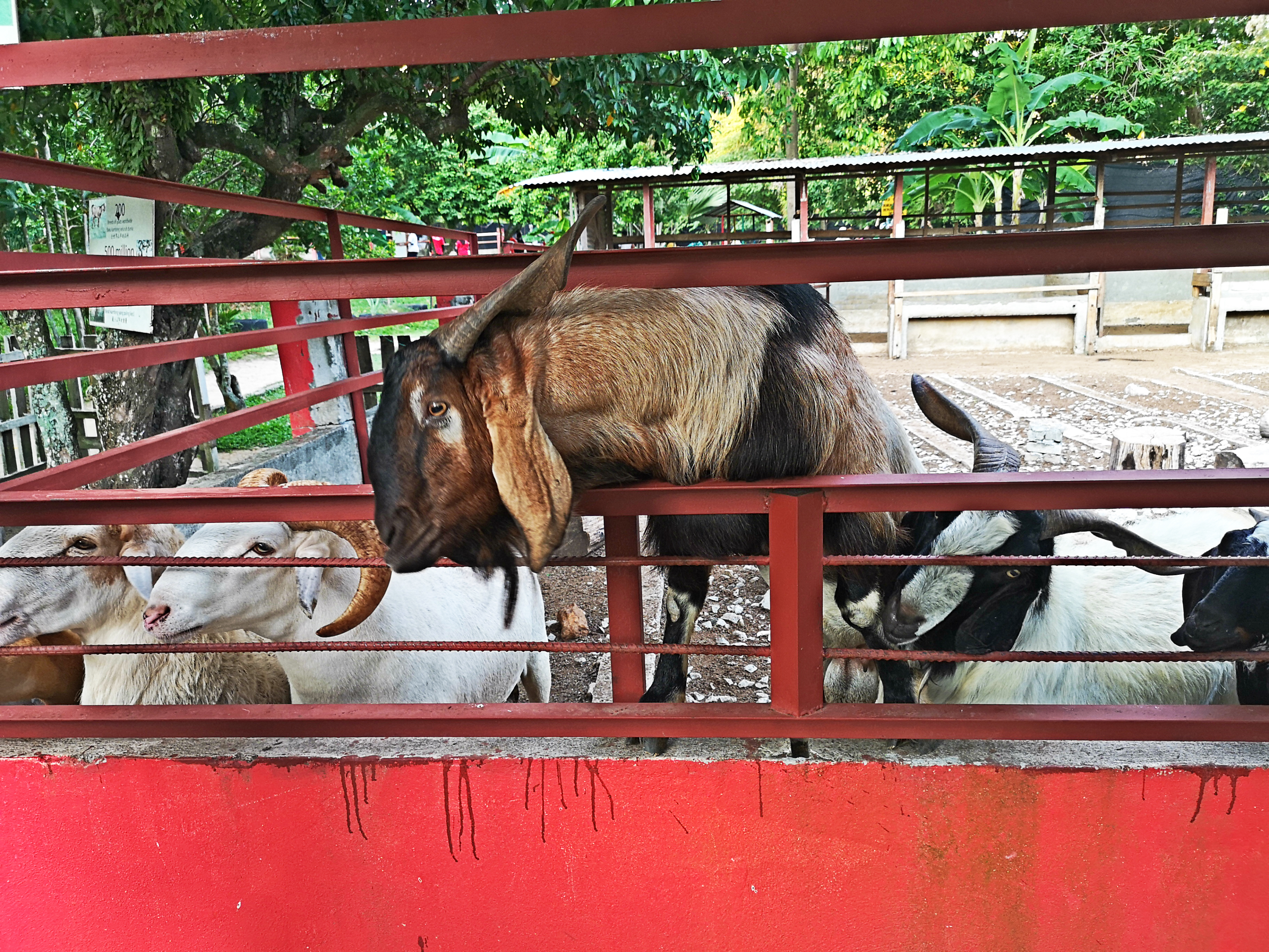 来人啊,这小羊要越狱了! -精彩大马摄-