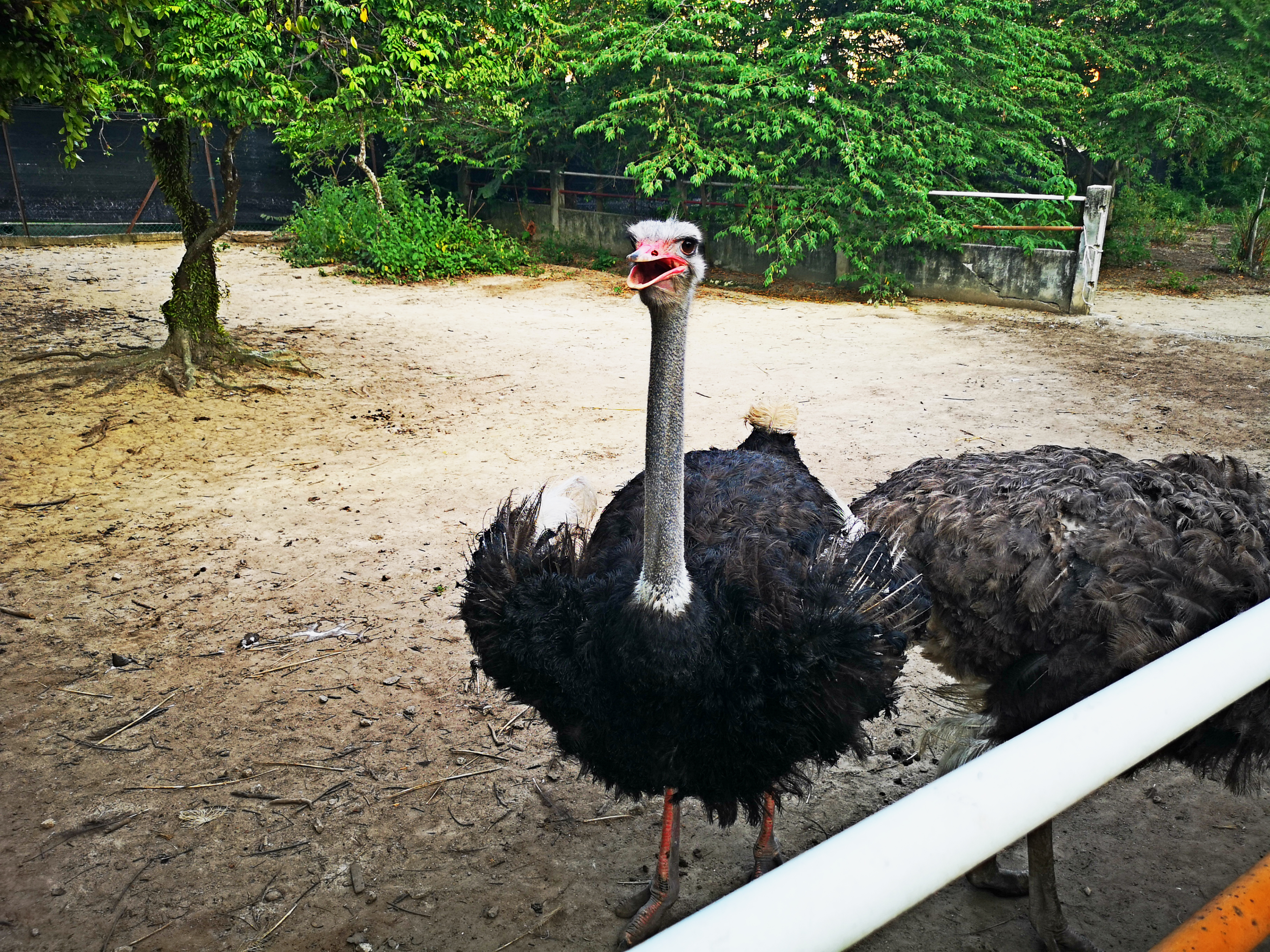 听说,园区里的鸵鸟还咬访客帽子,虽然能近距离接触,大家还是顾好随身物品比较好哦。 -精彩大马摄-