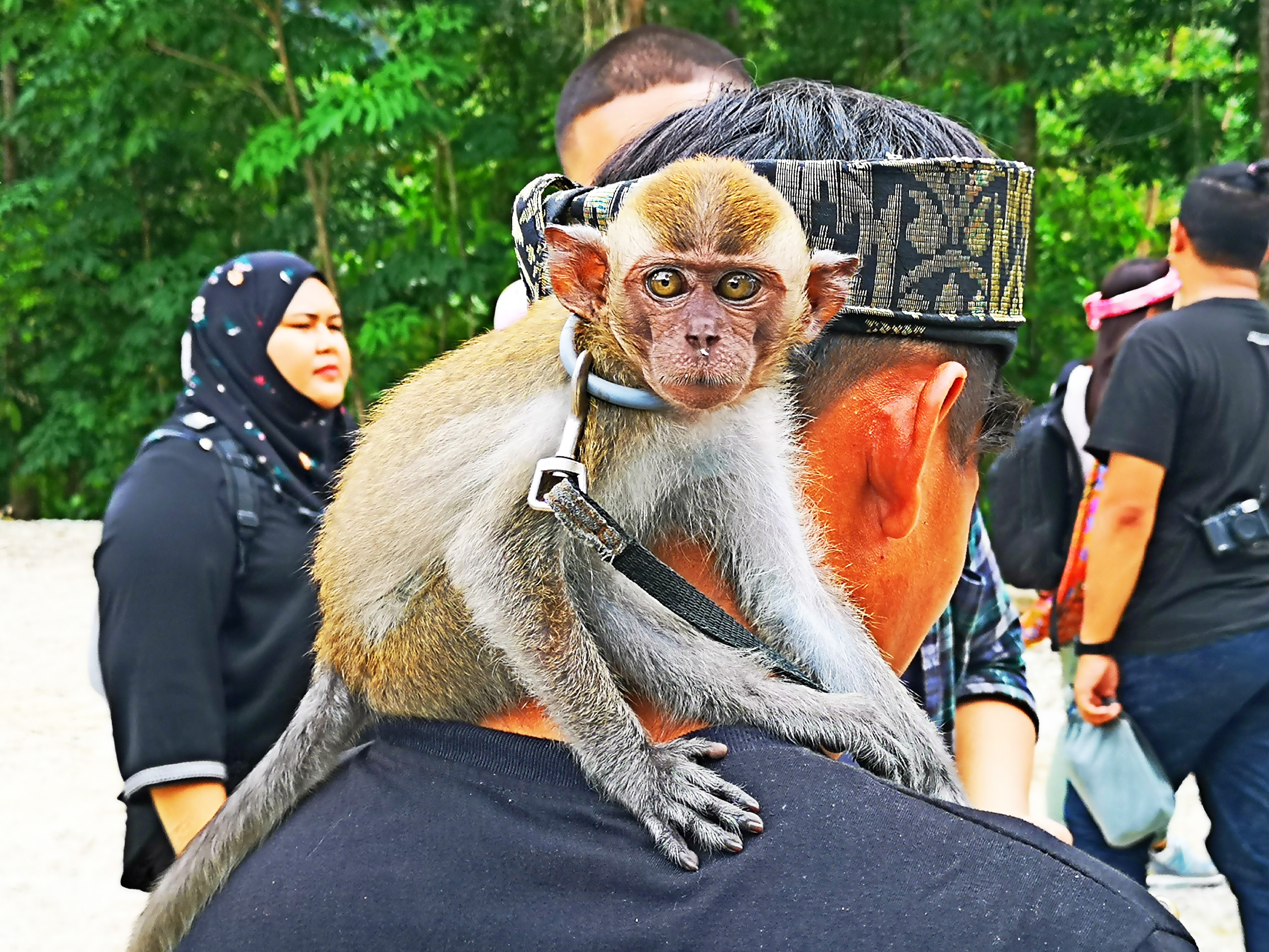 都说是森林，就一定会看见一些小动物，让你旅程不会寂寞。 -精彩大马摄-