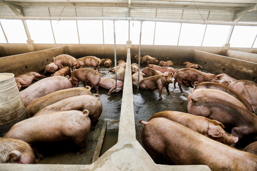 Pigs at KB Wong and Brothers pig farm in Kampung Valdor, Sungai Bakap June 24, 2019. u00e2u20acu201d Picture by Sayuti Zainudin