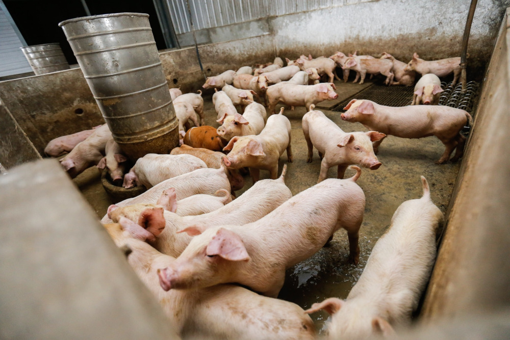 Pigs at KB Wong and Brothers pig farm in Kampung Valdor, Sungai Bakap June 24, 2019. u00e2u20acu201d Picture by Sayuti Zainudin