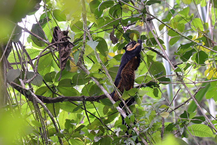 选择滑翔索道有机会看到生活在树上的小动物如巨松鼠。-Steven KE Ooi摄-